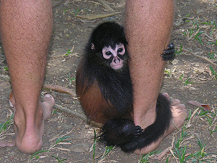 Rh Monkey