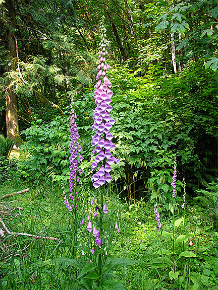 Fox Glove