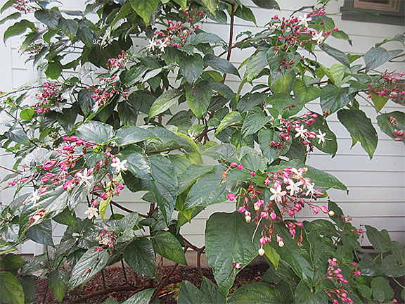 Fragrant Abelia