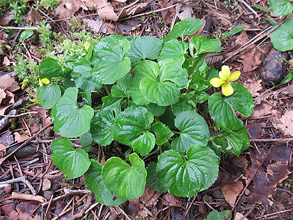 Goosefoot Violet