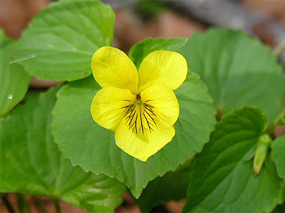 Goosefoot Violet