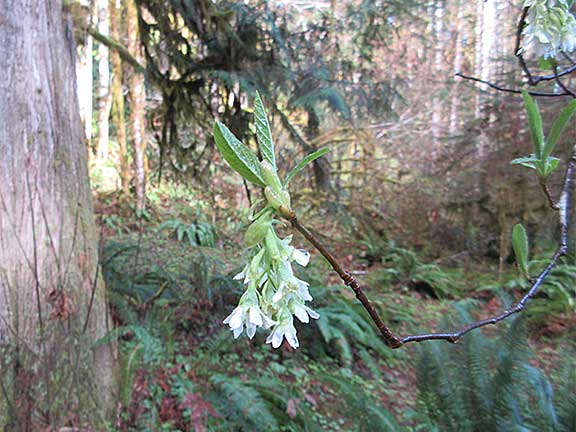 Indian Plumb Flower