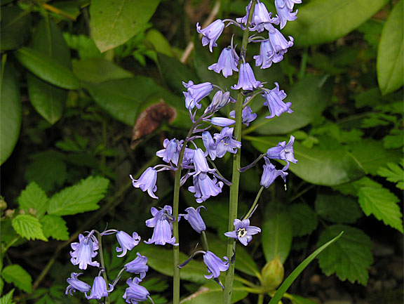 SpanishBluebells