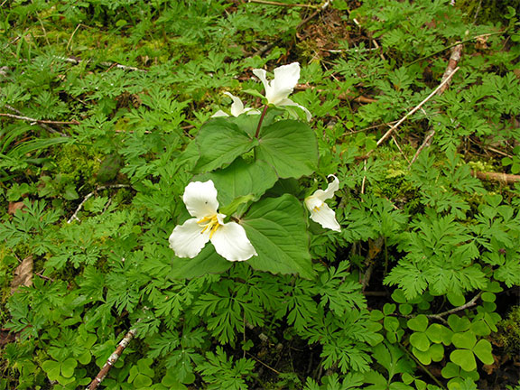 Trillium