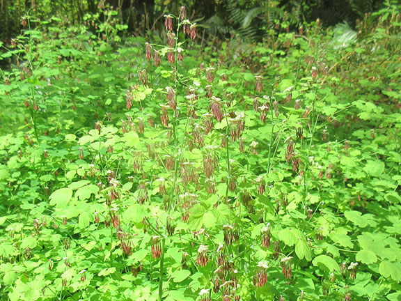 WesternMeadowRue