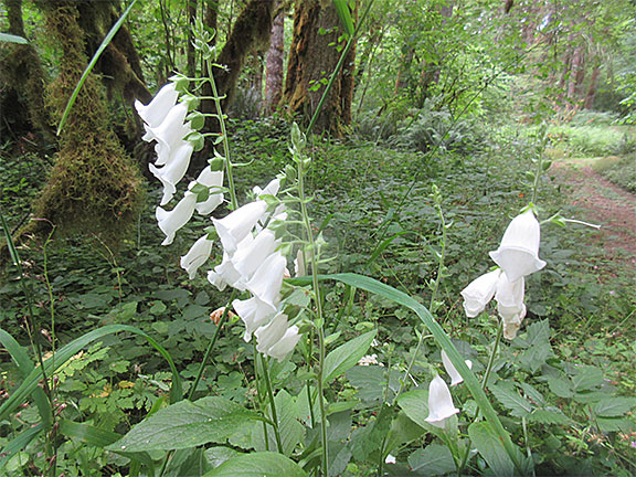 White Fox Glove