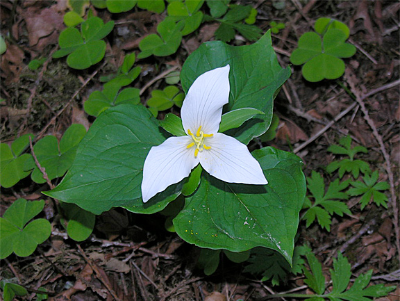 Trillium 1