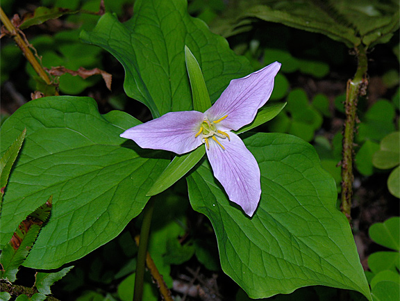 Trillium 2