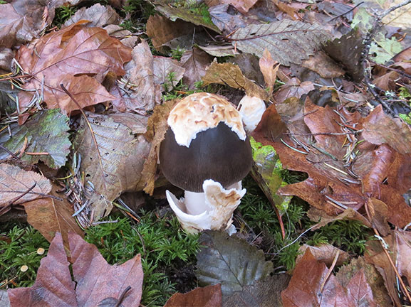 Chocolate Shroom