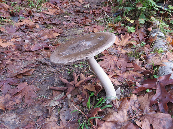 Chocolate Shroom