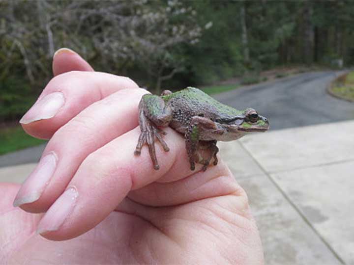 frog2